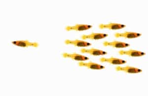 fish image representing rejecting leadership roles